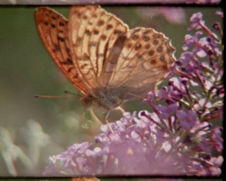 Super Nature Film
